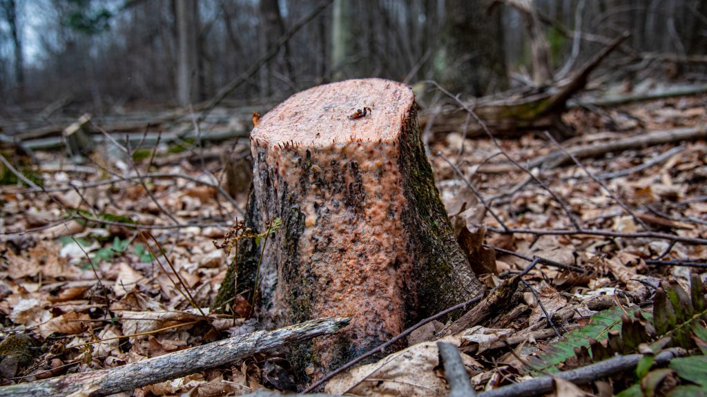 Tree Stump Removal | Hometown Tree Experts